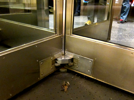 Dead Bird in Revolving Doors